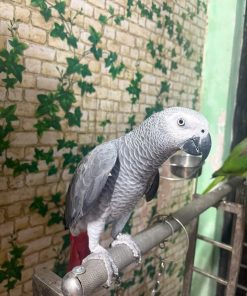 VẸT Xám châu phi