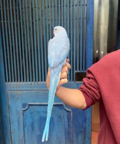 Vẹt ringneck blue