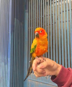 Vẹt Sun conure